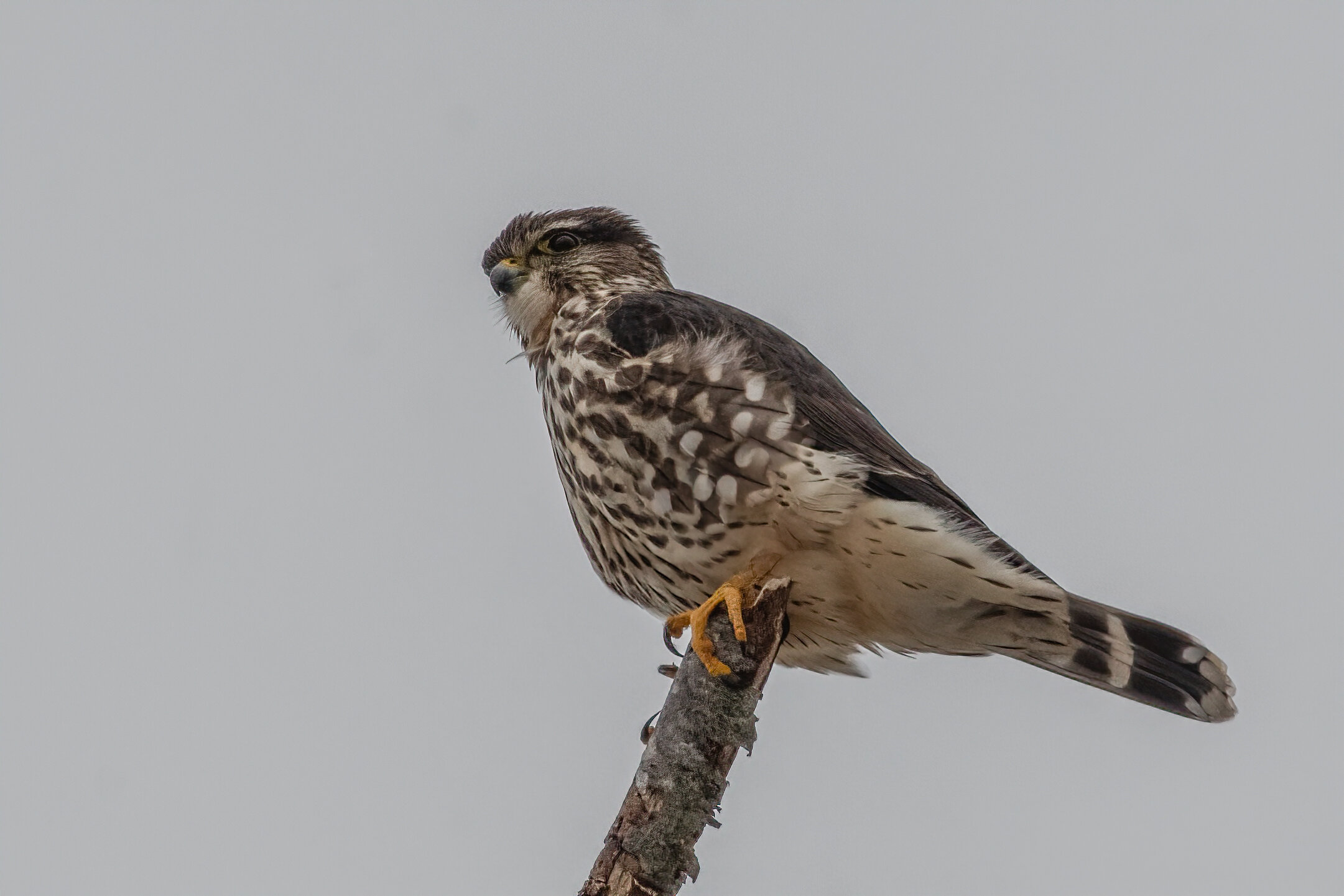 Merlin Looking for Lunch