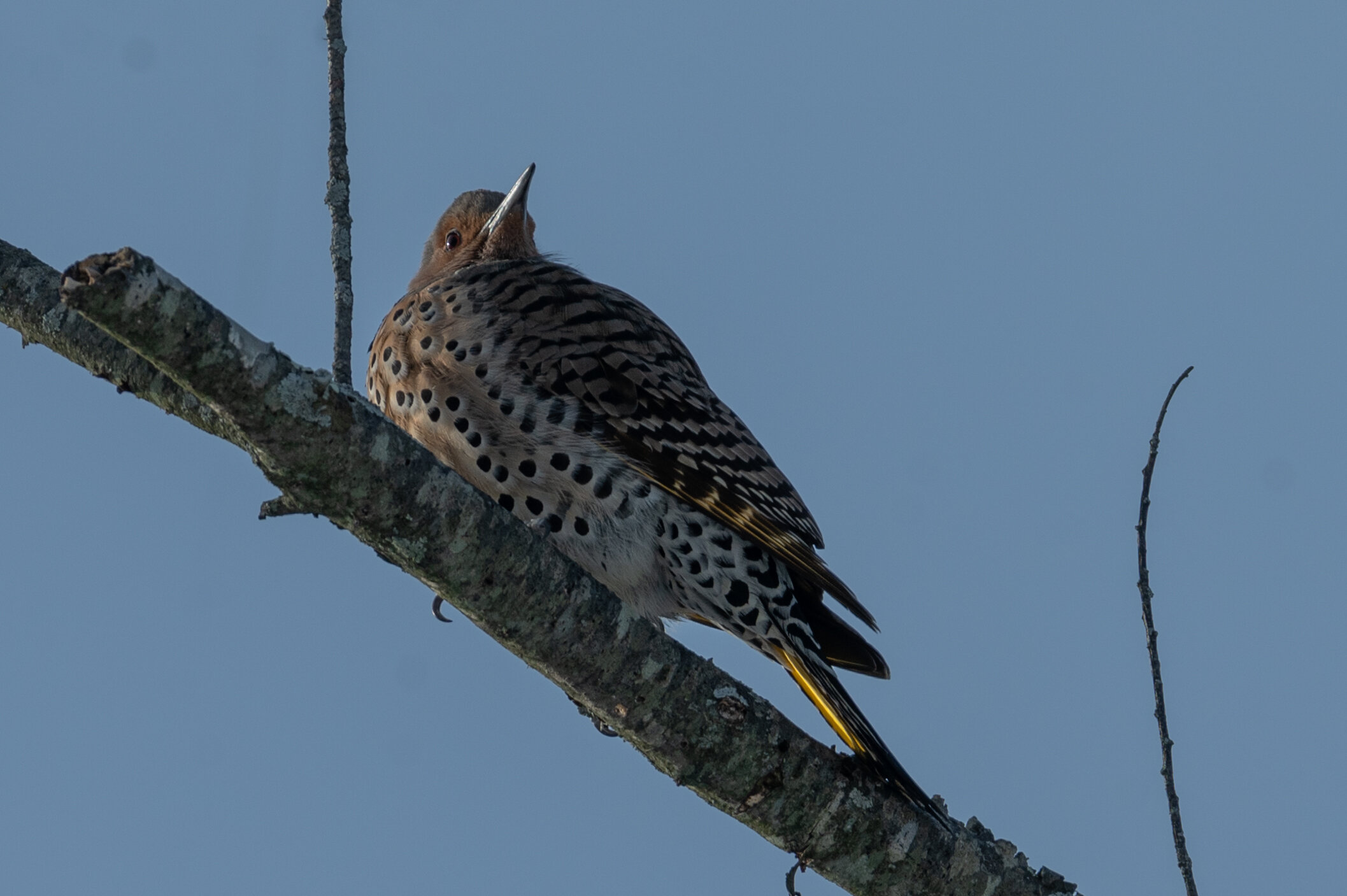 Northern Flicker Woodpecker
