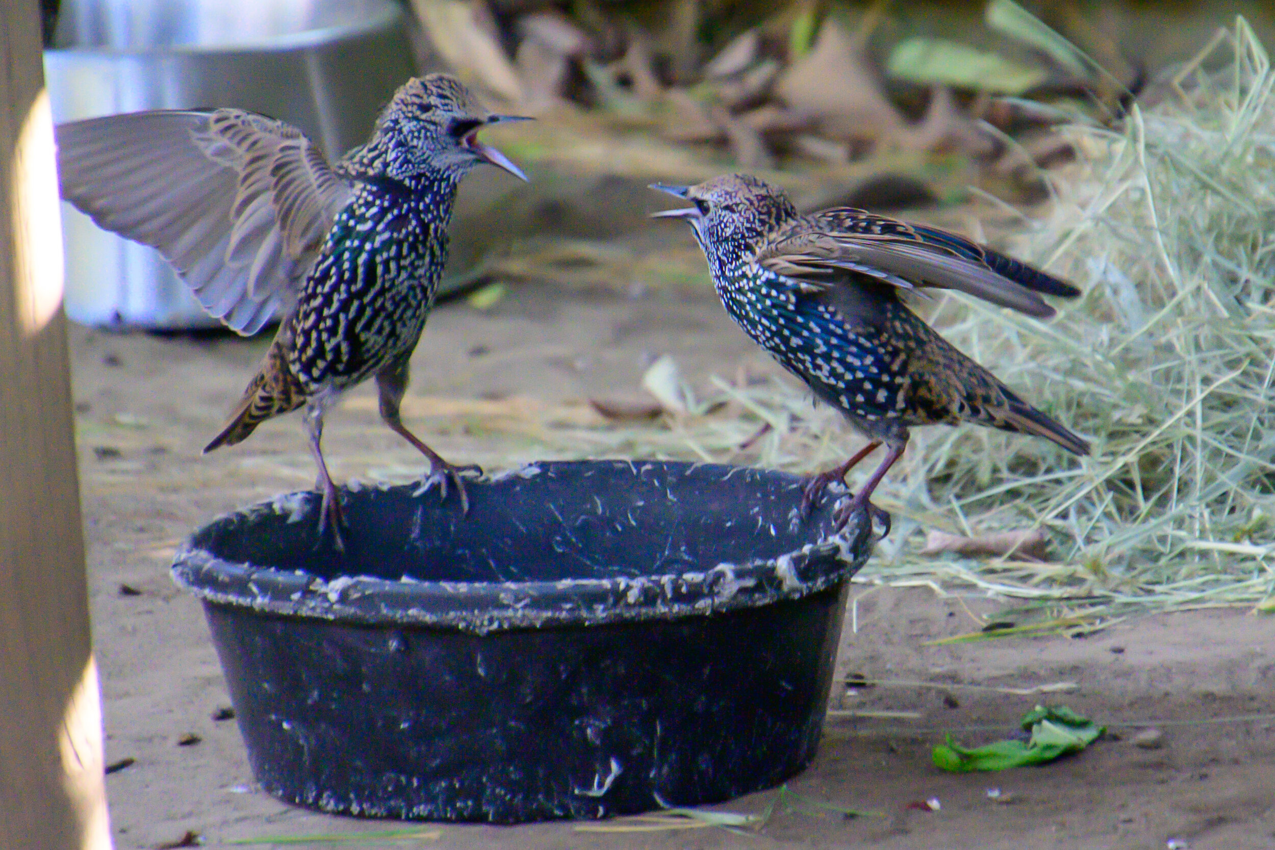 Zoo Birds Arguing