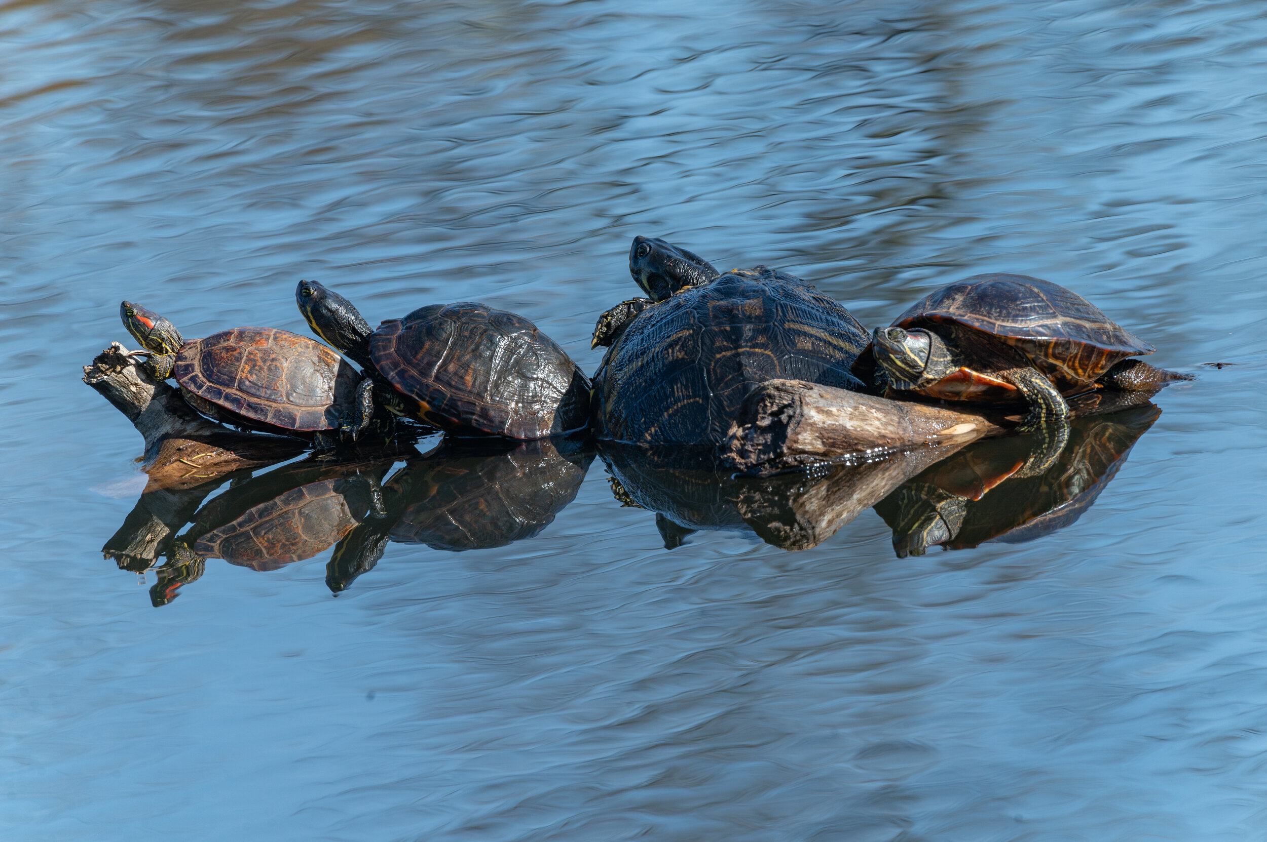 Turtles Sunbthing