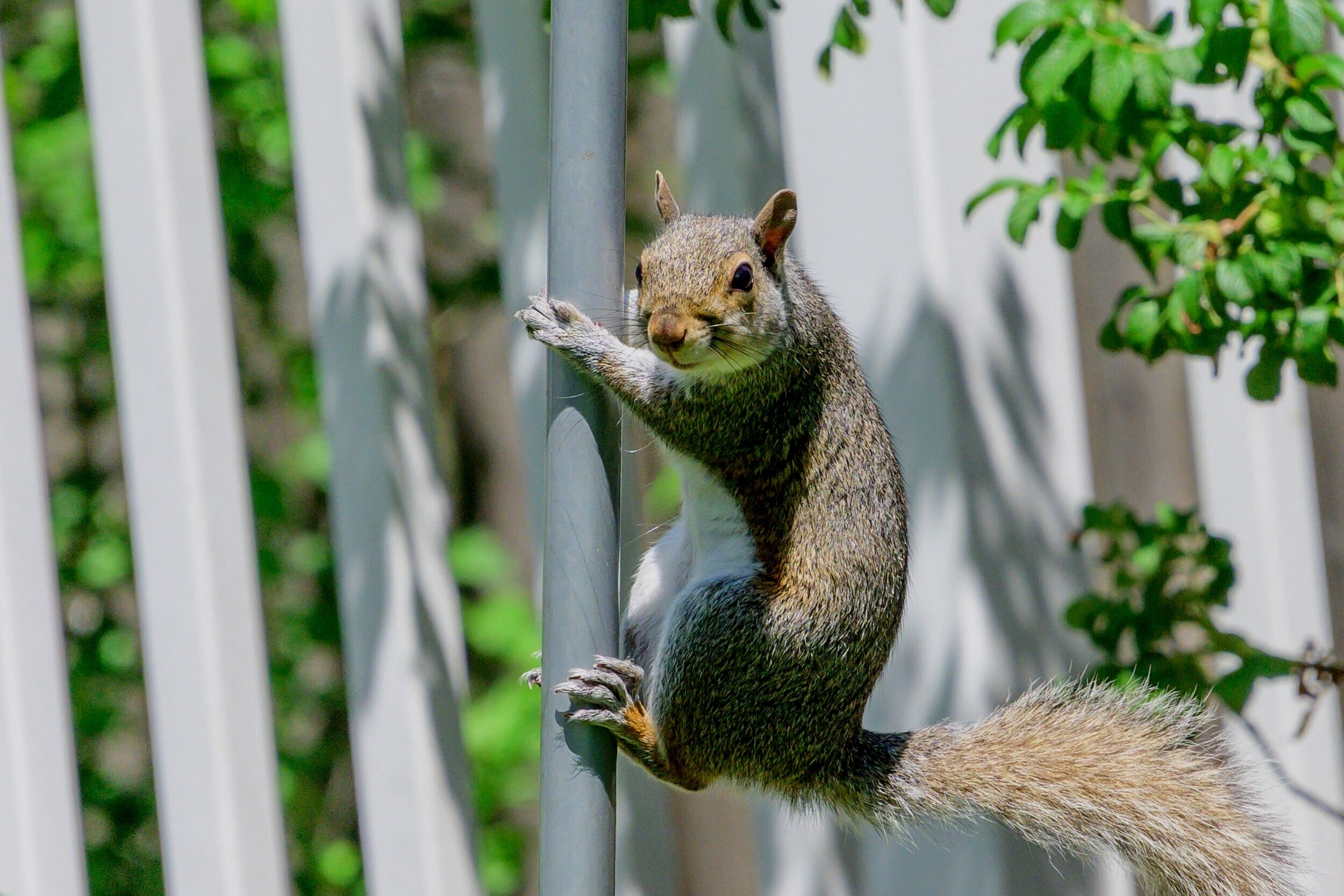 Squirrel Playing Fireman
