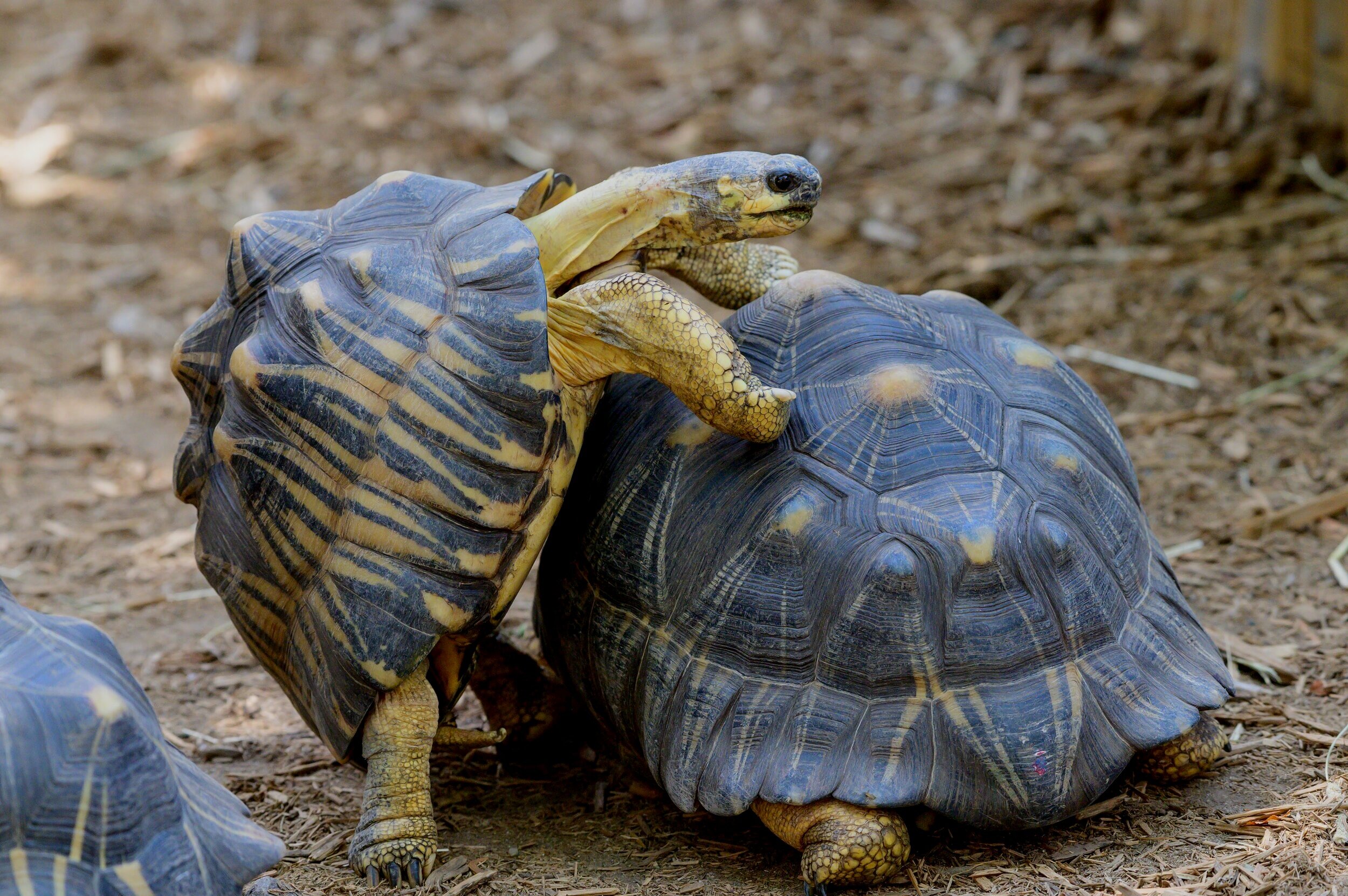 Hitchin' a Ride