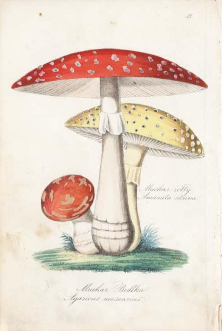 Fly Agaric/Amanita