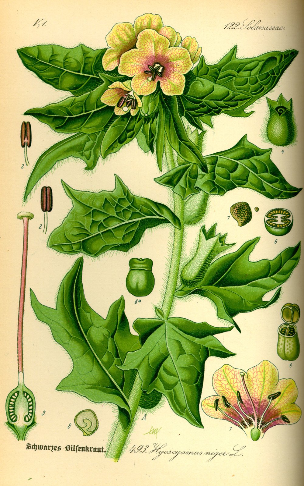 Henbane