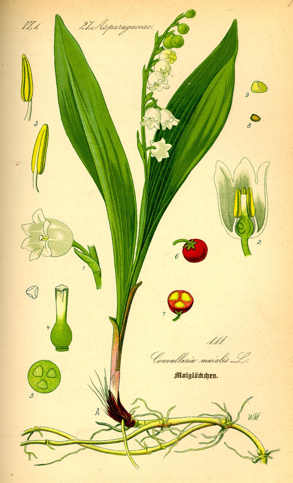 Lily of the Valley