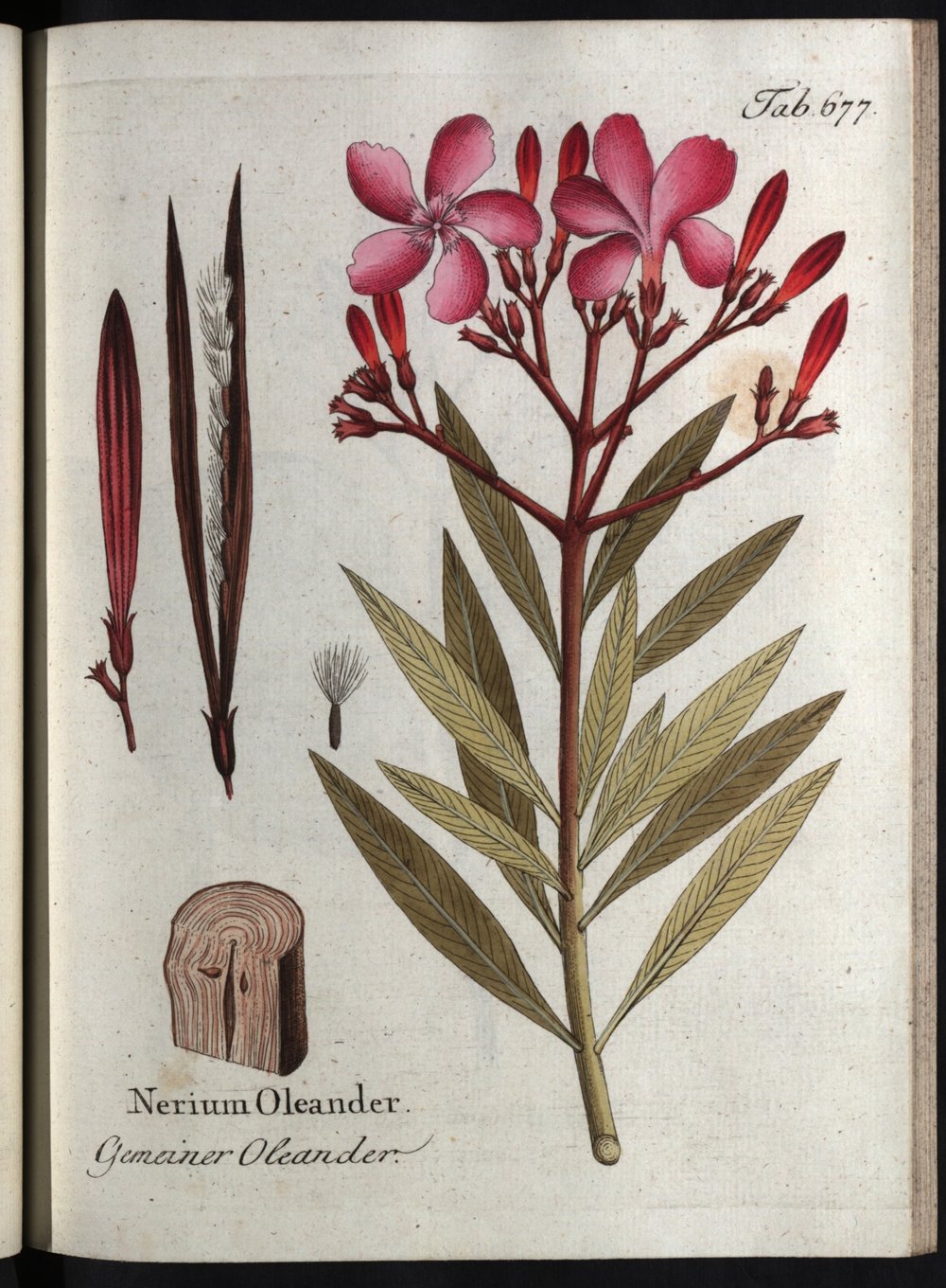 Oleander