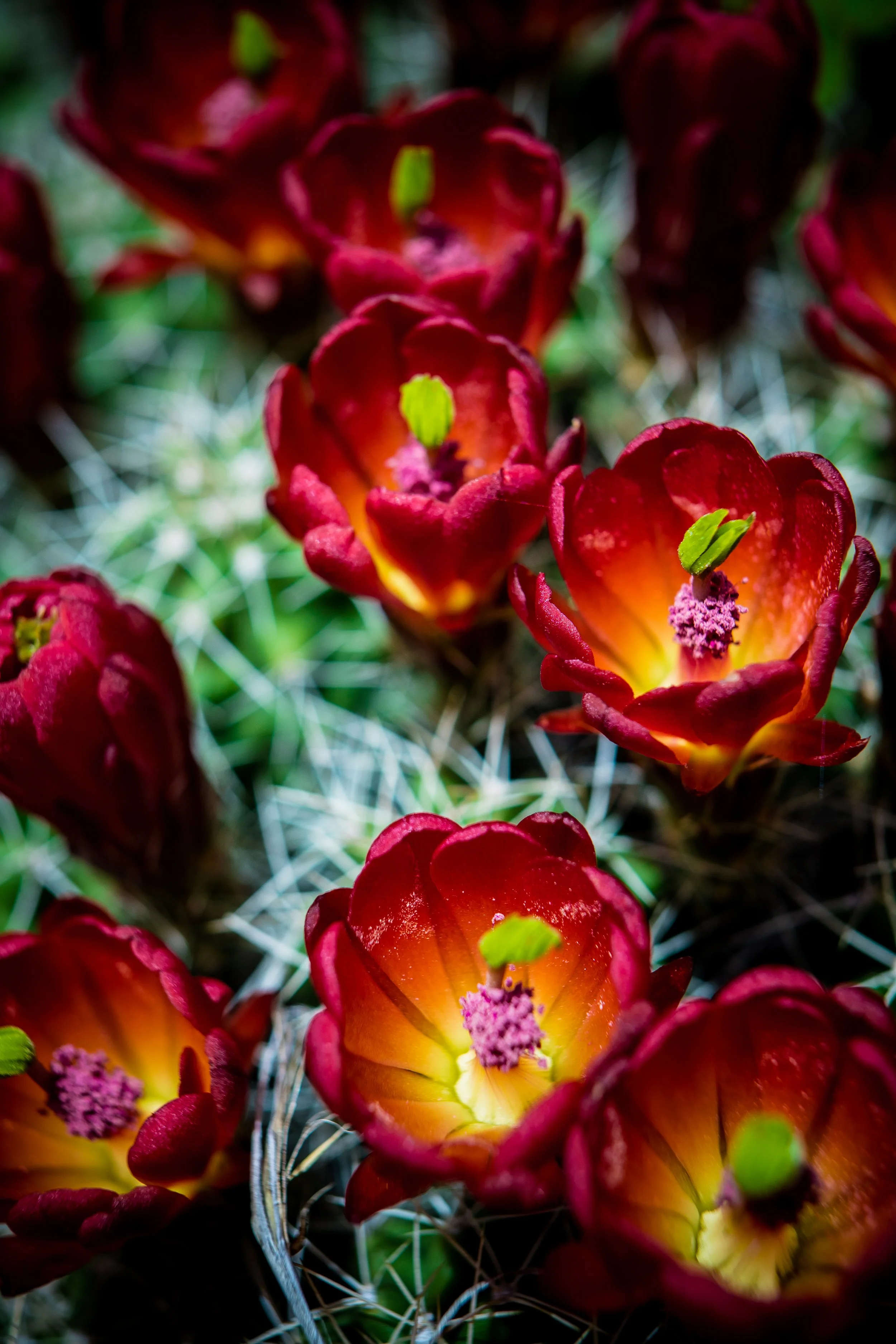 Claret Cups.jpg