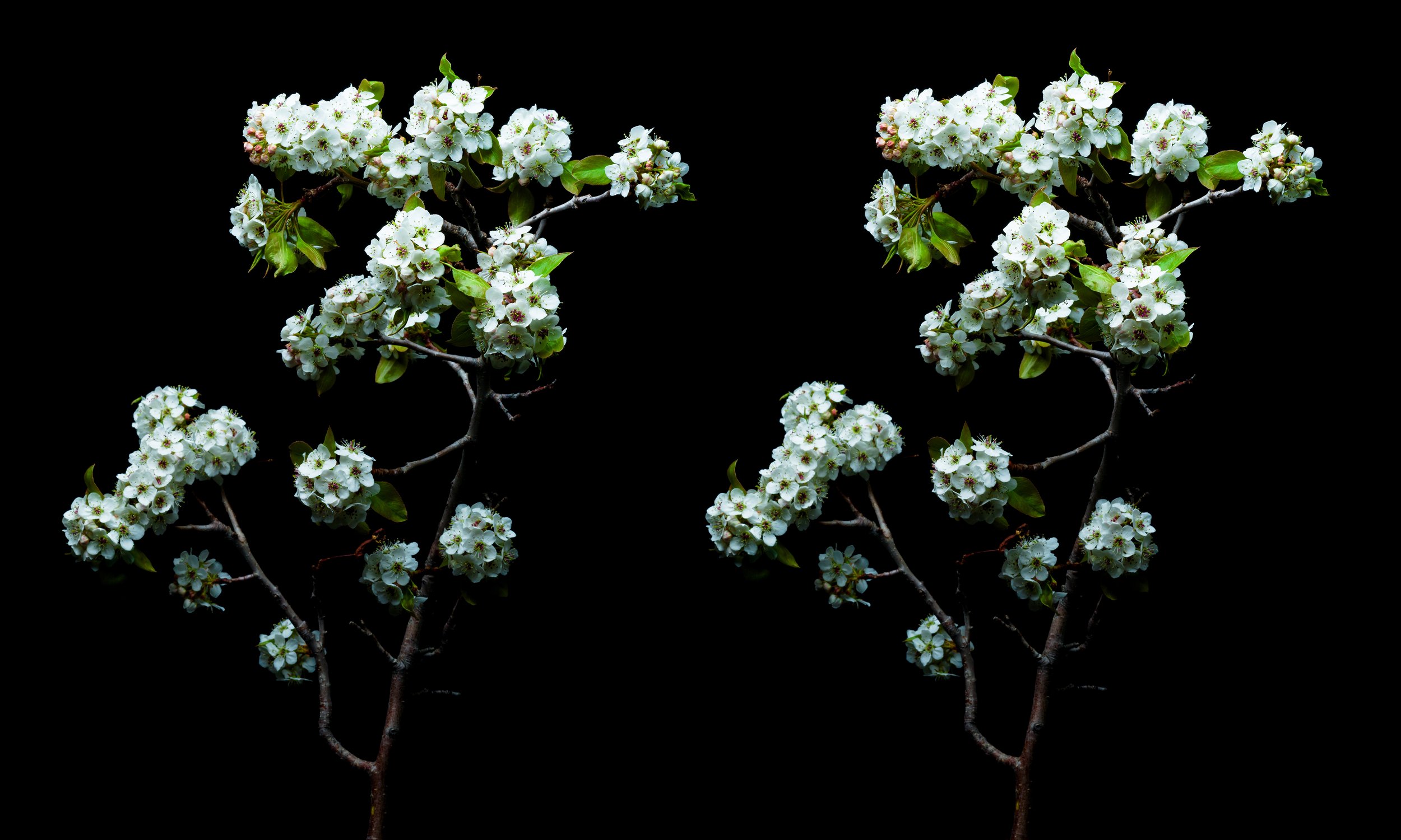 Spring Final-LowRes.jpg
