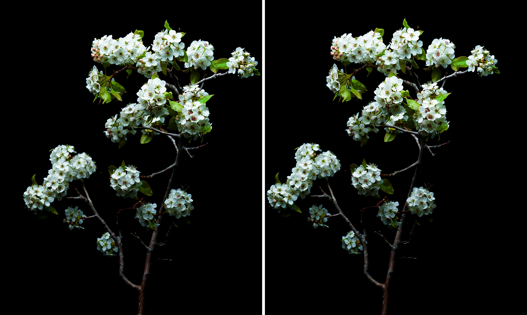 Spring Stereoscopic Image