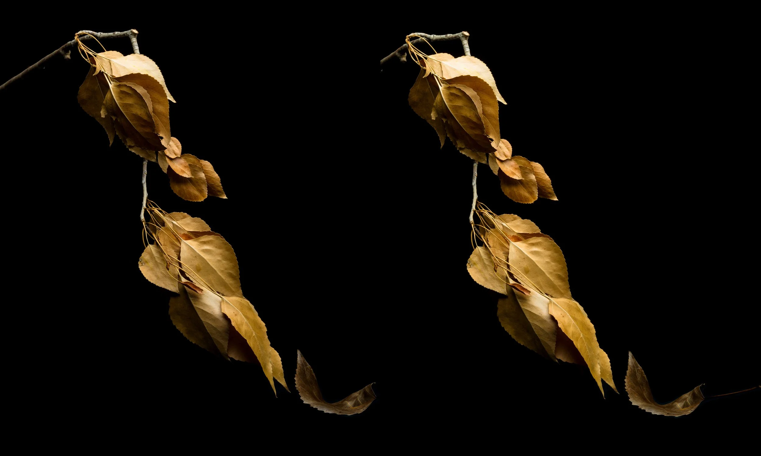 Fall Final-LowRes.jpg