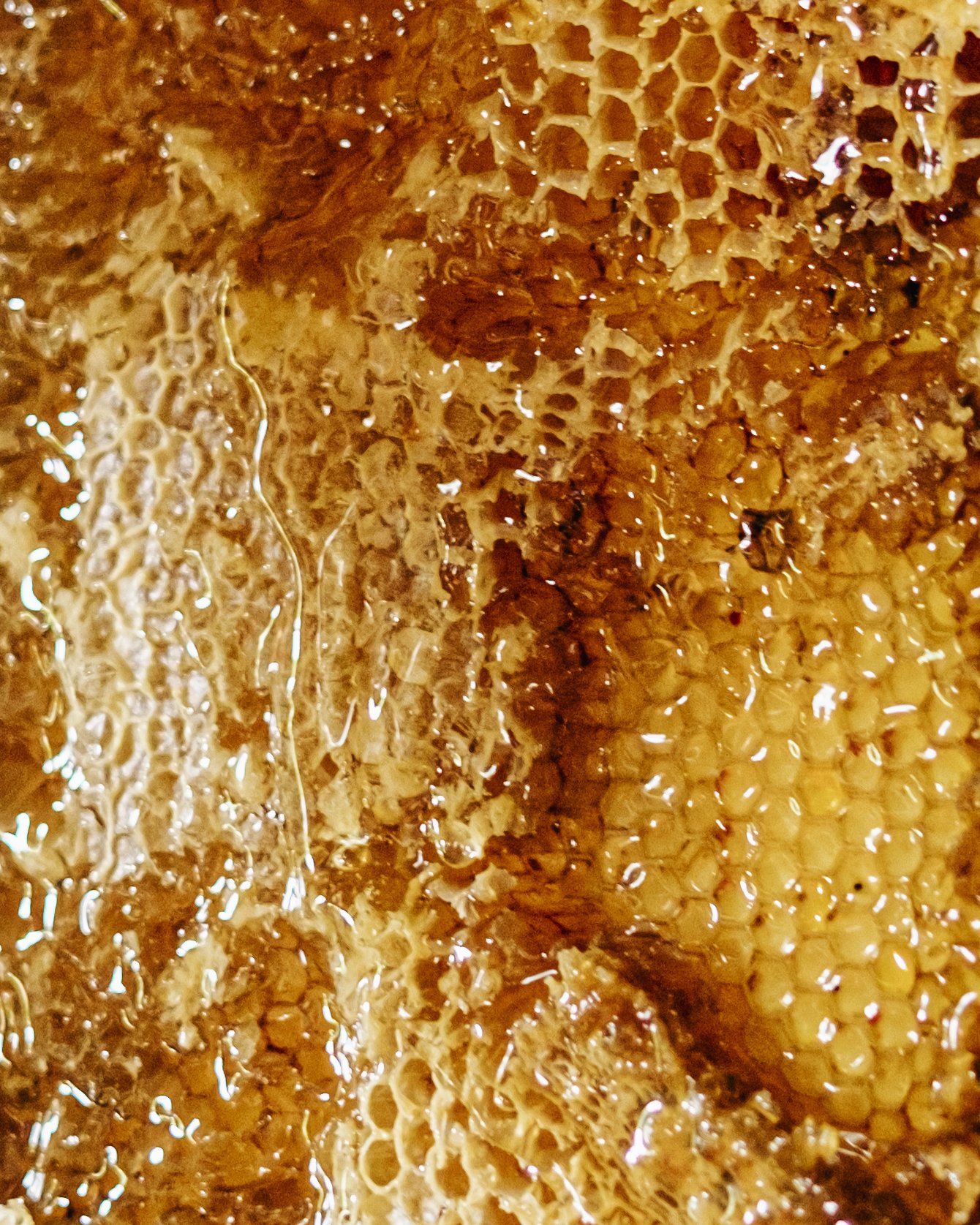 Close-up of honeycomb with honey.