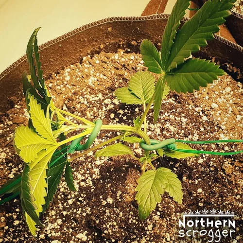 braided money tree plant Braided Money Tree  Bloomspace