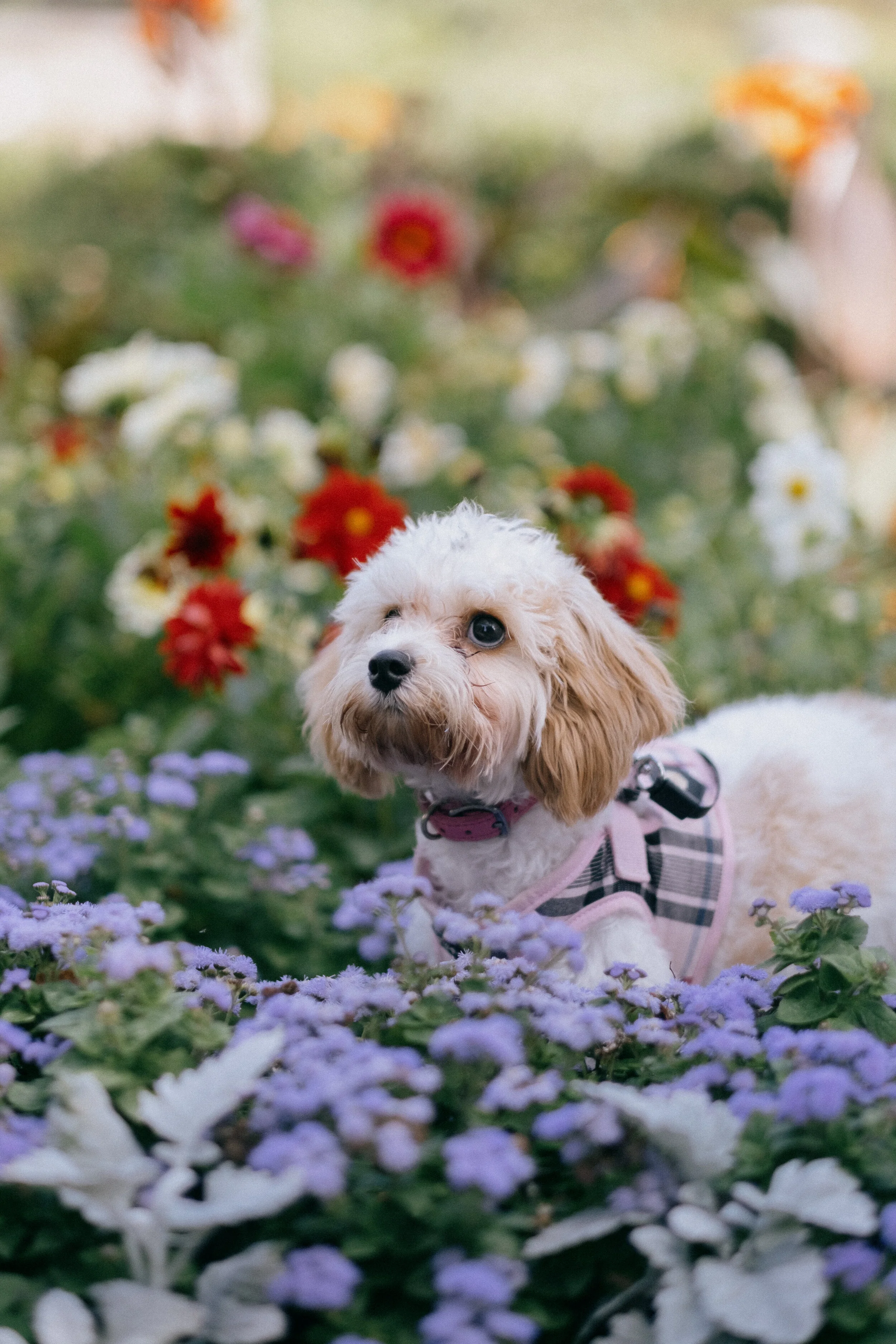 reethupoppy-57.jpg
