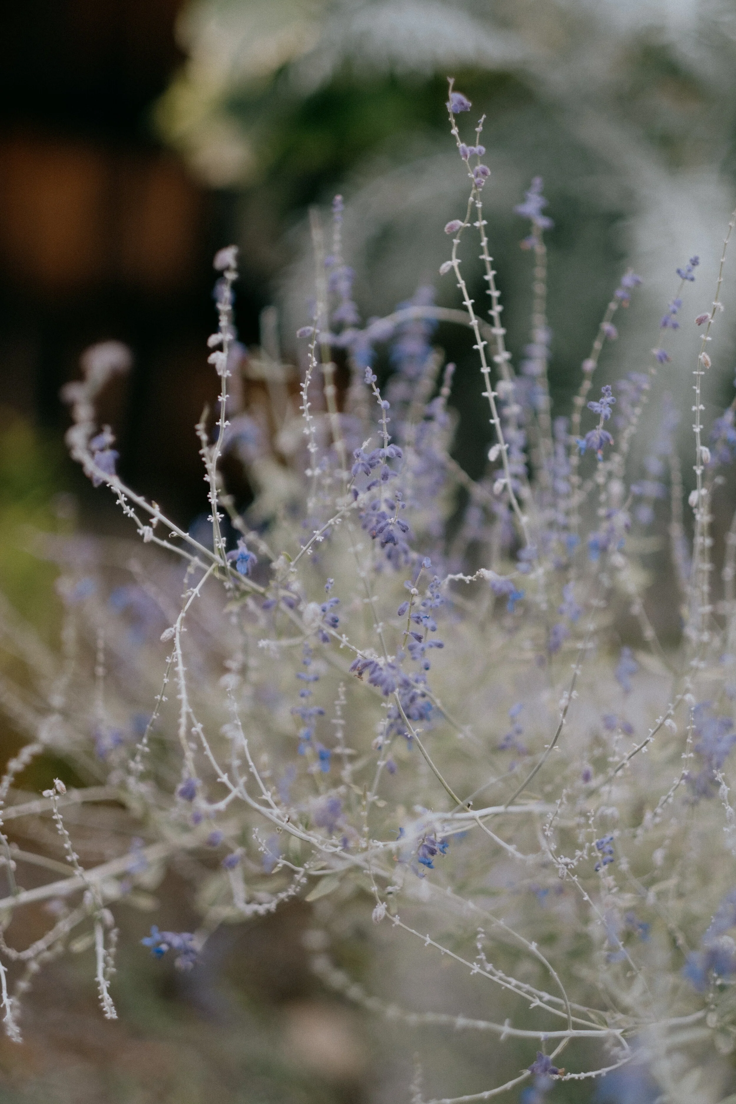 reethupoppy-01.jpg