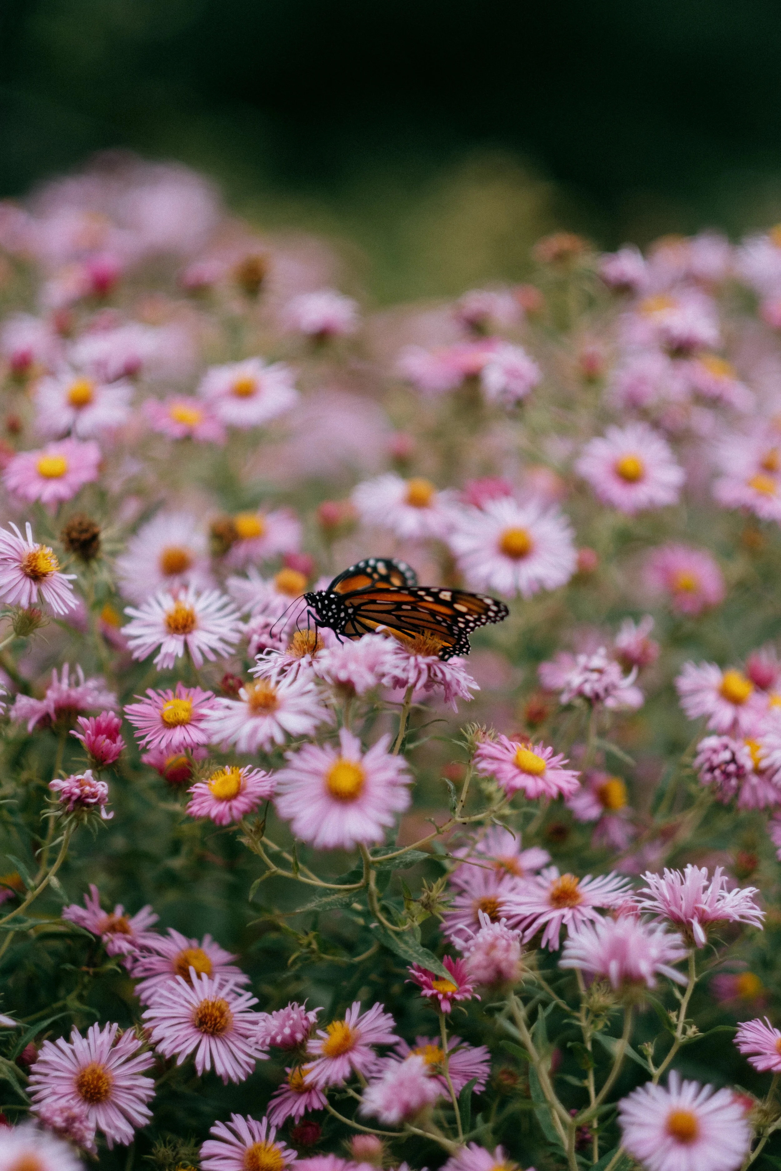 reethupoppy-31.jpg