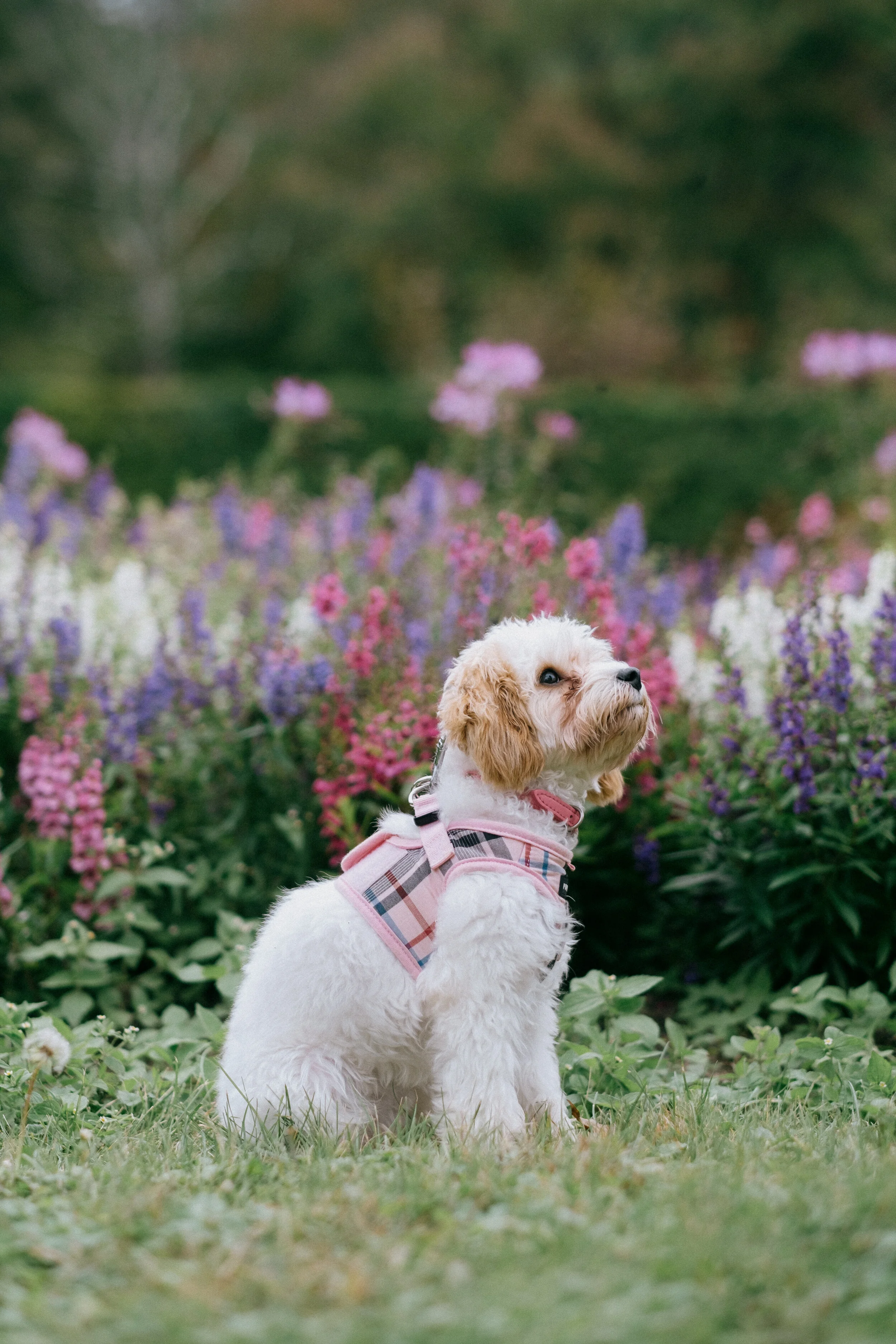 reethupoppy-15.jpg
