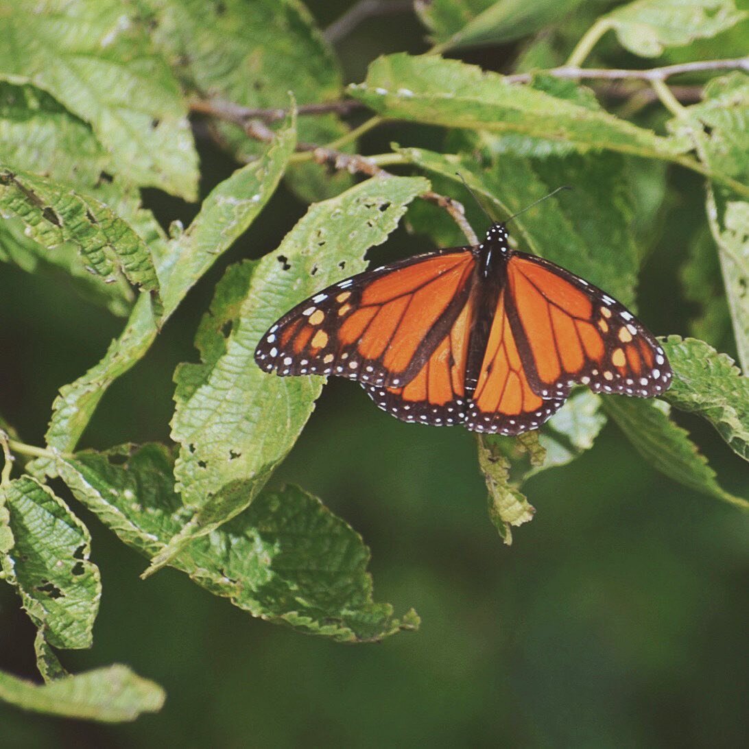 We can&rsquo;t wait to see more butterflies this year! 🦋 Have you guys seen any yet? 🤔

PS: This is the last weekend to see the 2021 &ldquo;Live Here. Work Here. play Here.&rdquo; Photo Contest exhibition! 📷

Make sure to stop in and see the photo