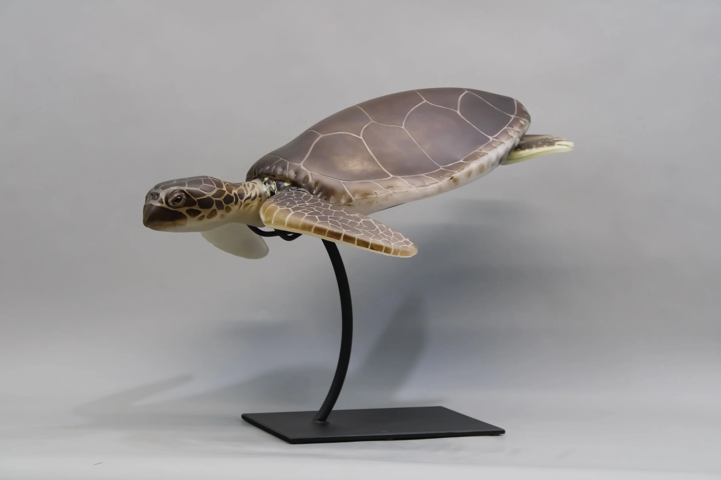 Green Sea Turtle