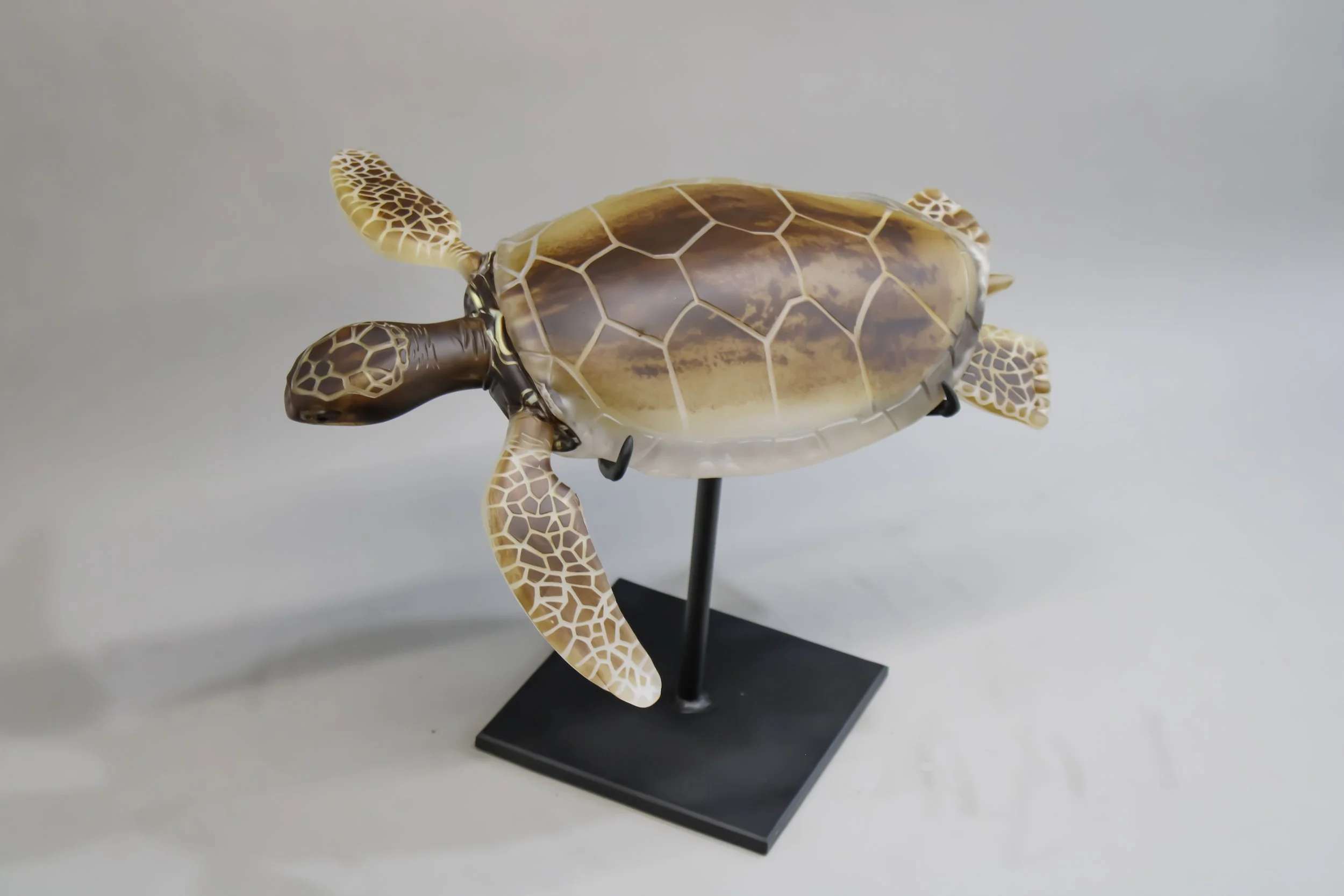 Green Sea Turtle
