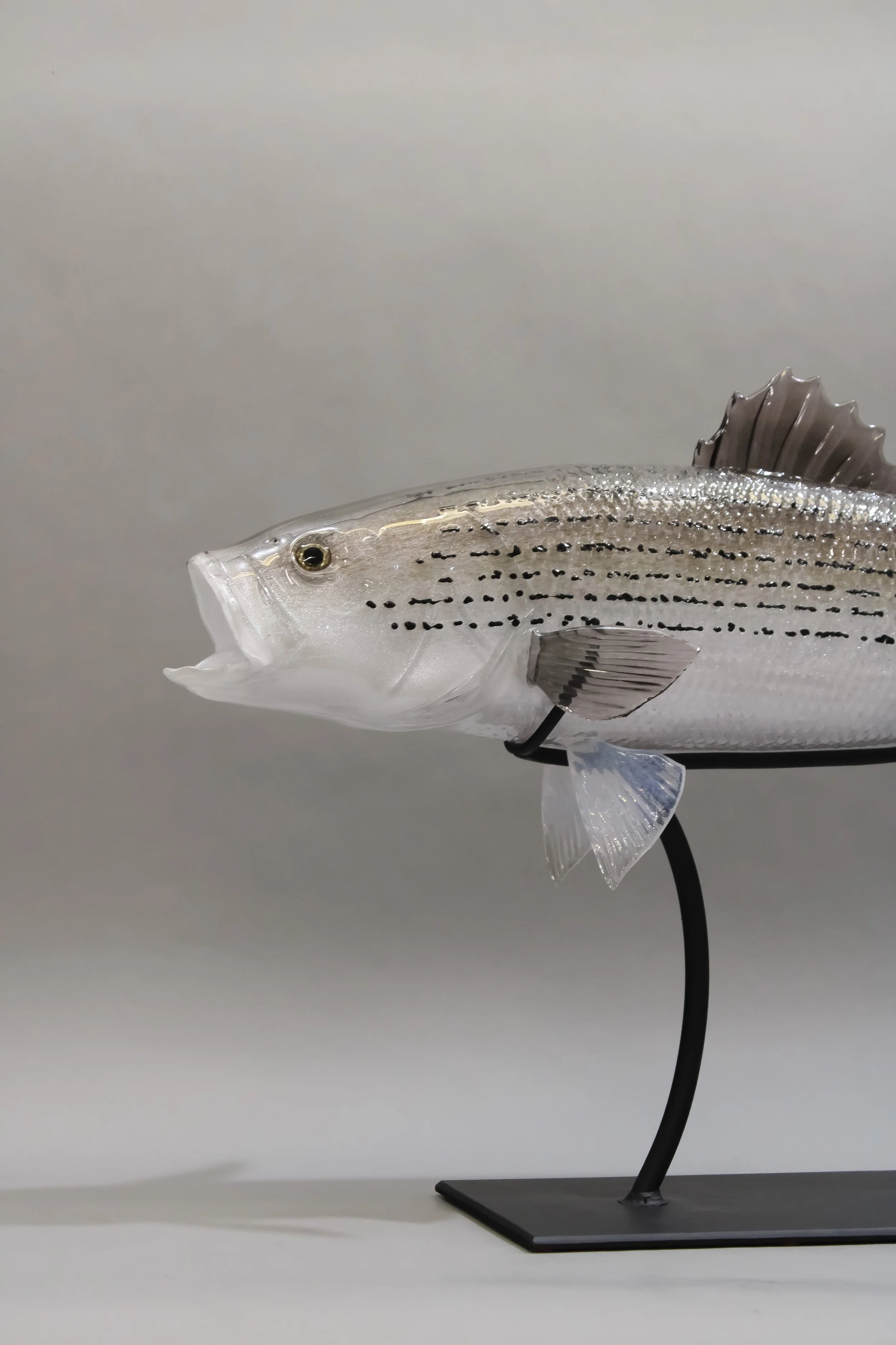 Striped Bass