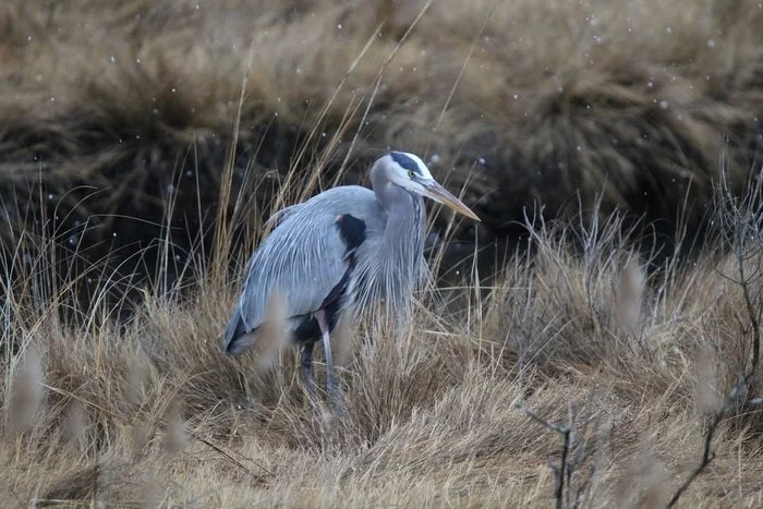 Heron in a Flurry.jpg