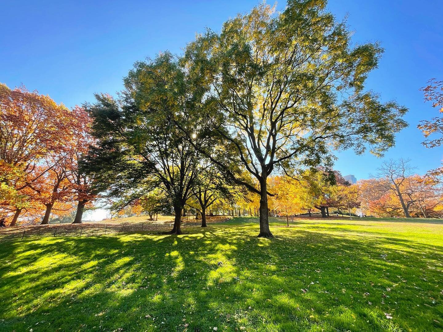 Fall colors. Let me capture you 🍁🍂🍃
#nyc #fall #season #photography #lighting