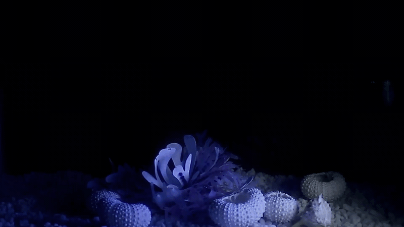 3.gif