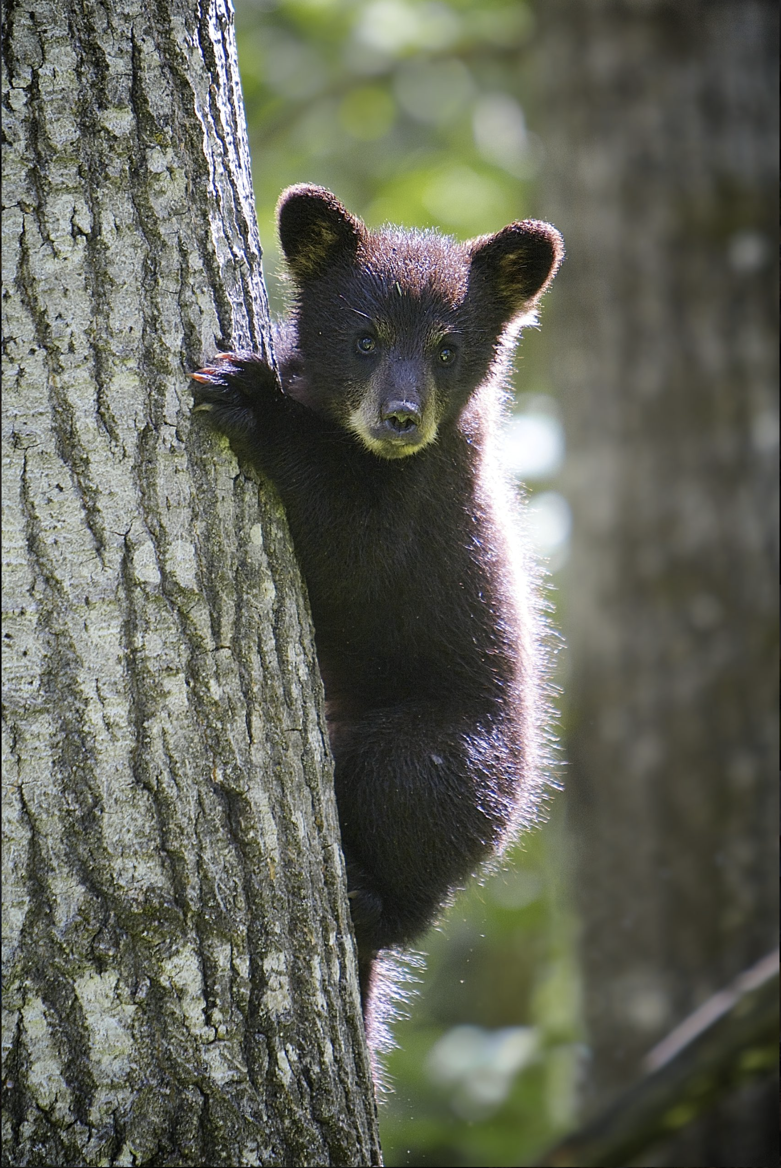 A black bear cub peeking from behind a tree in a forest setting.
