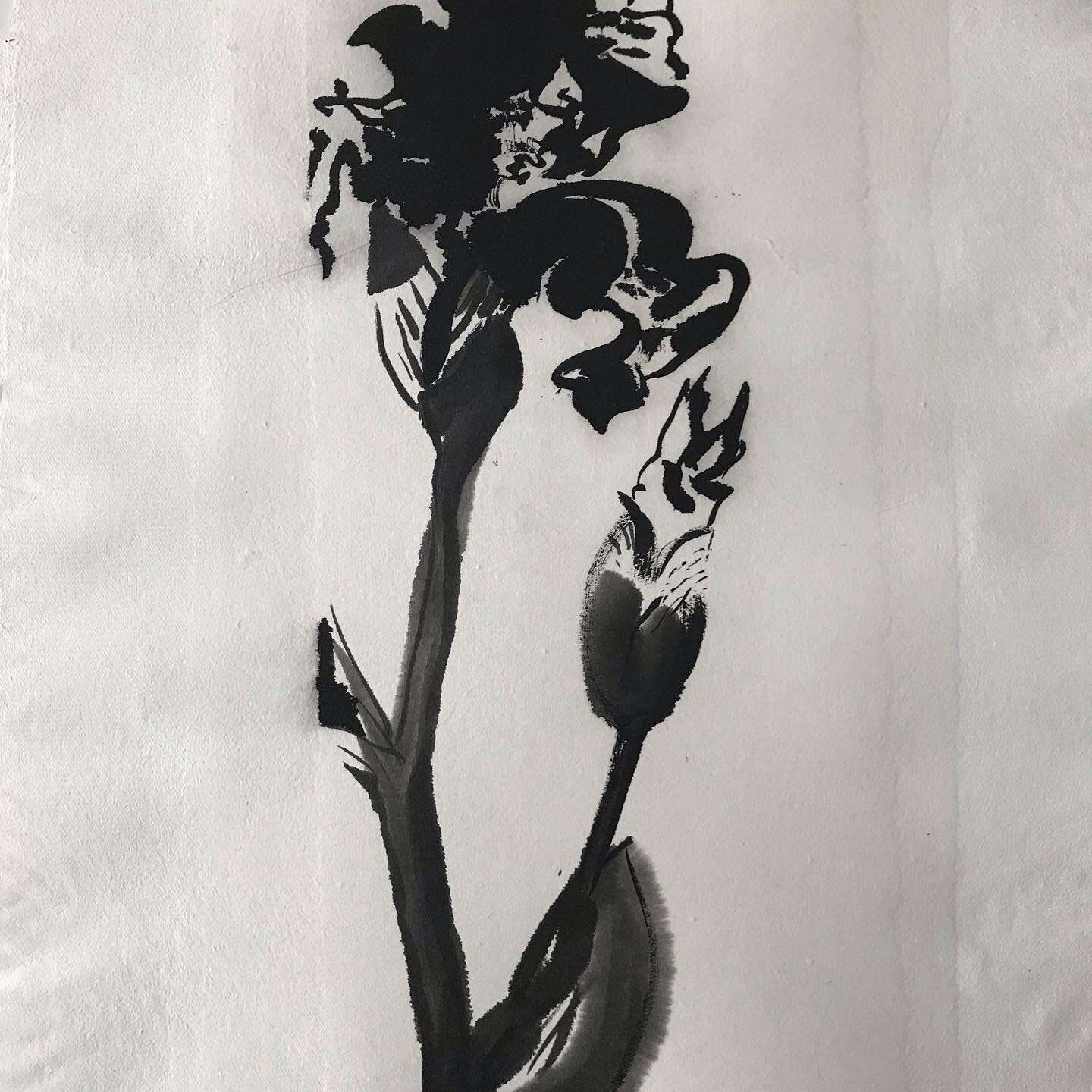 Notre belle nature, expansion! ce bouton d&rsquo;iris m&rsquo;a fait penser &agrave; une robe de mari&eacute;e #iris #encredechine #noiretblanc #encresurpapier #nature #violet #boutondiris #artistesuisse #swissartist