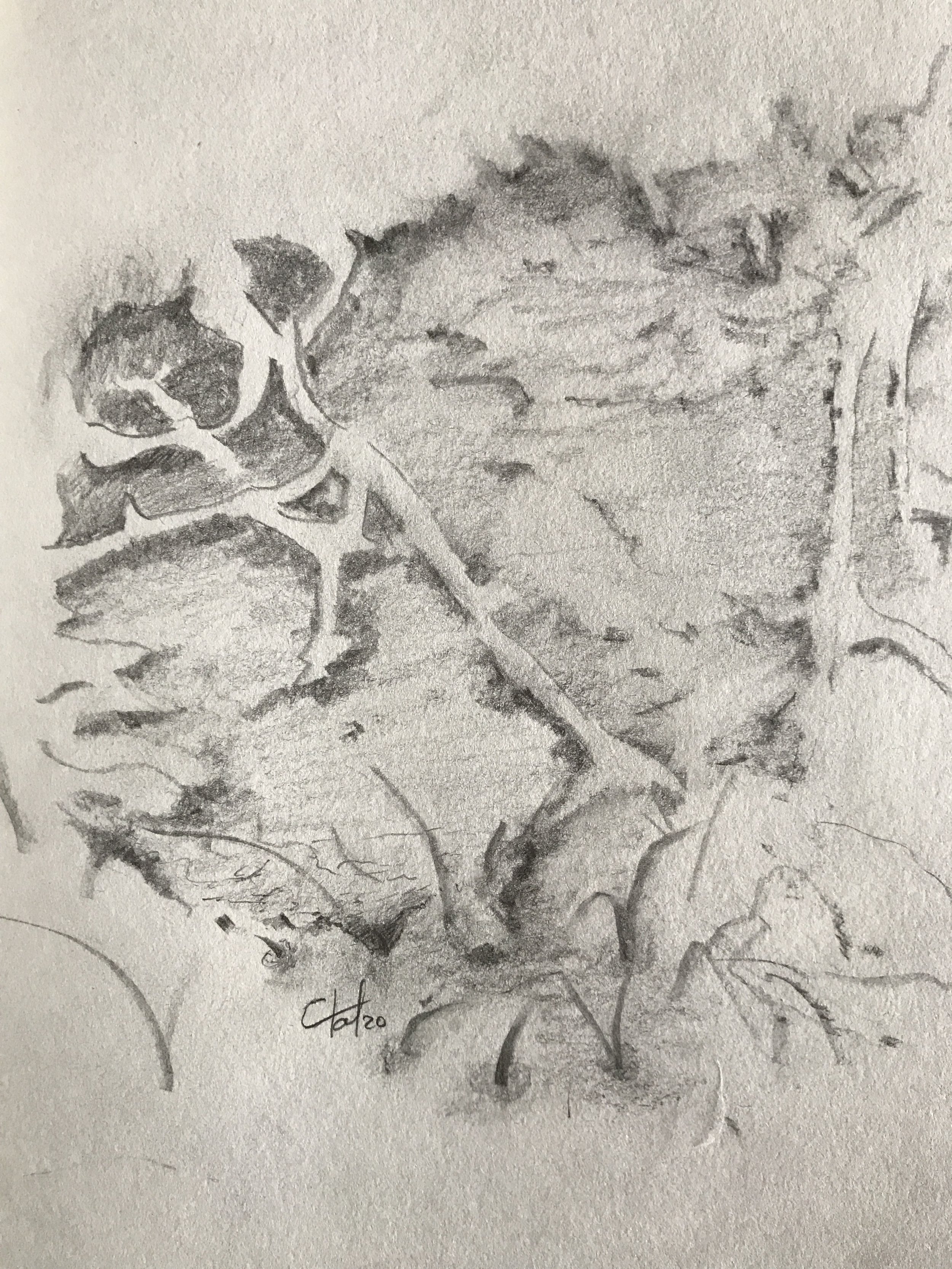 "Neige et racines" dessin sur le terrain   2014