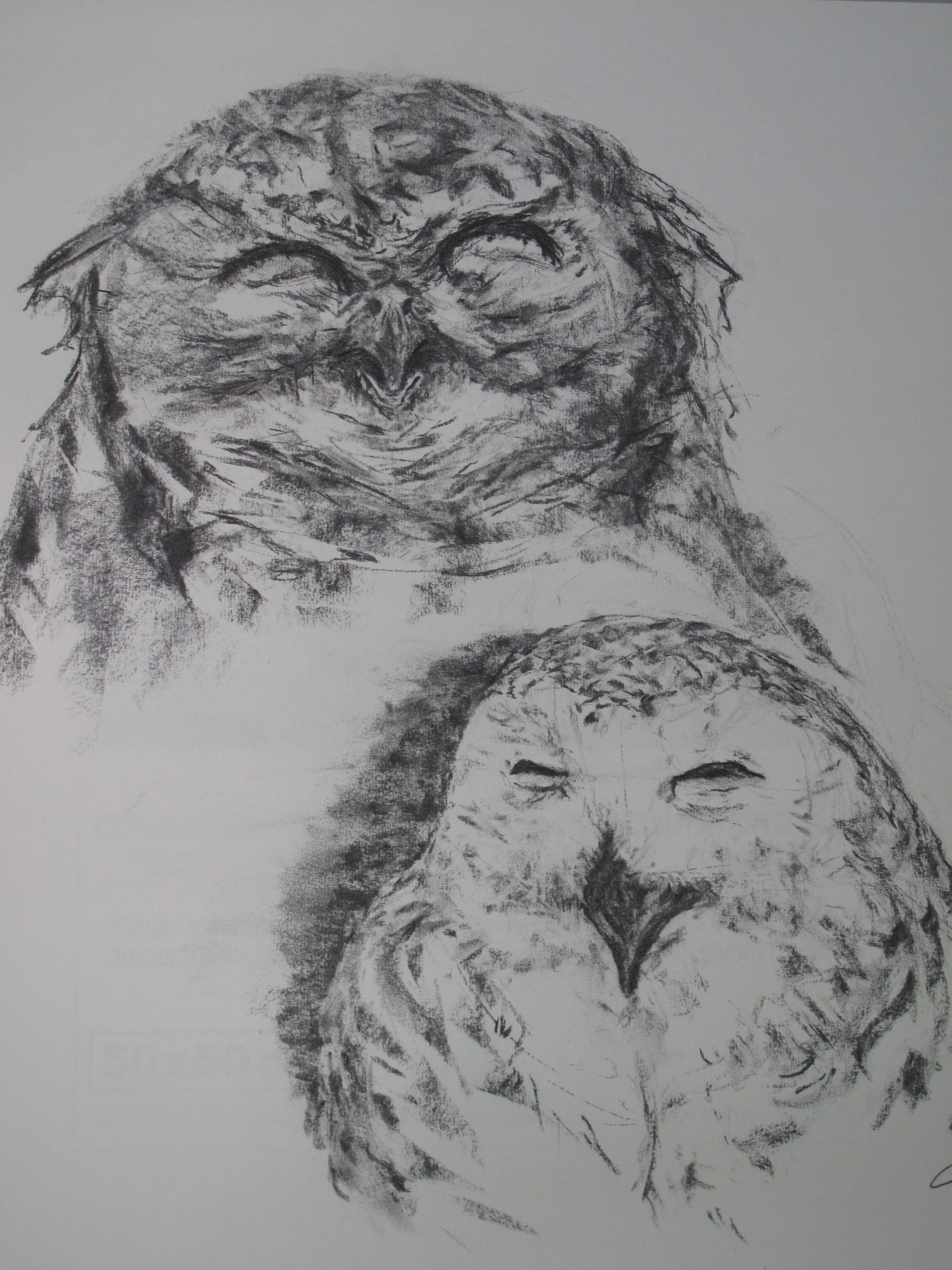 "OIseaux rieurs"  2018