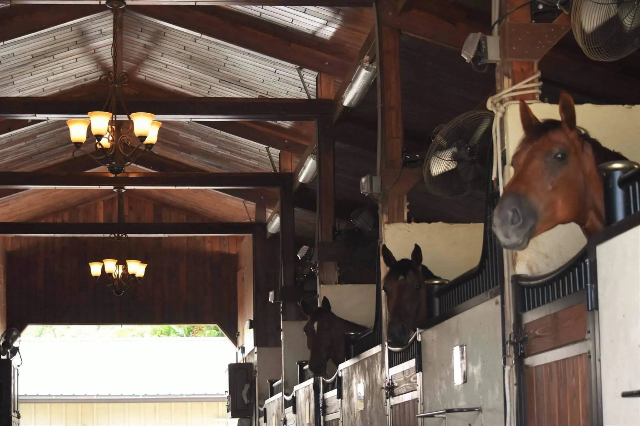 Inside a horse stable with a wooden ceiling and chandeliers, two horses are visible, one in a stall and one outside with a bridle.