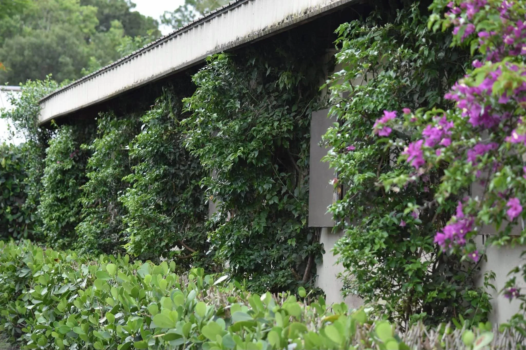 A concrete bridge overgrown with green plants and bushes, with pink flowers on the right side.
