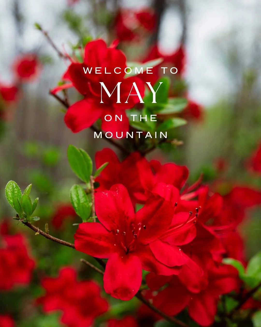 May arrives on the mountain with something worth gathering for.

A brunch table set for Mom. Quiet evenings with a guitar and a glass of wine. Bluegrass in the garden. A supper club that lingers past dessert.

This is the season we&rsquo;ve been wait