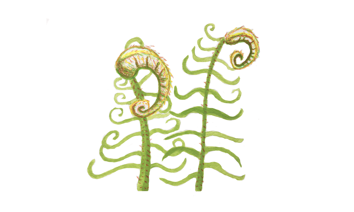 Fiddlehead.png
