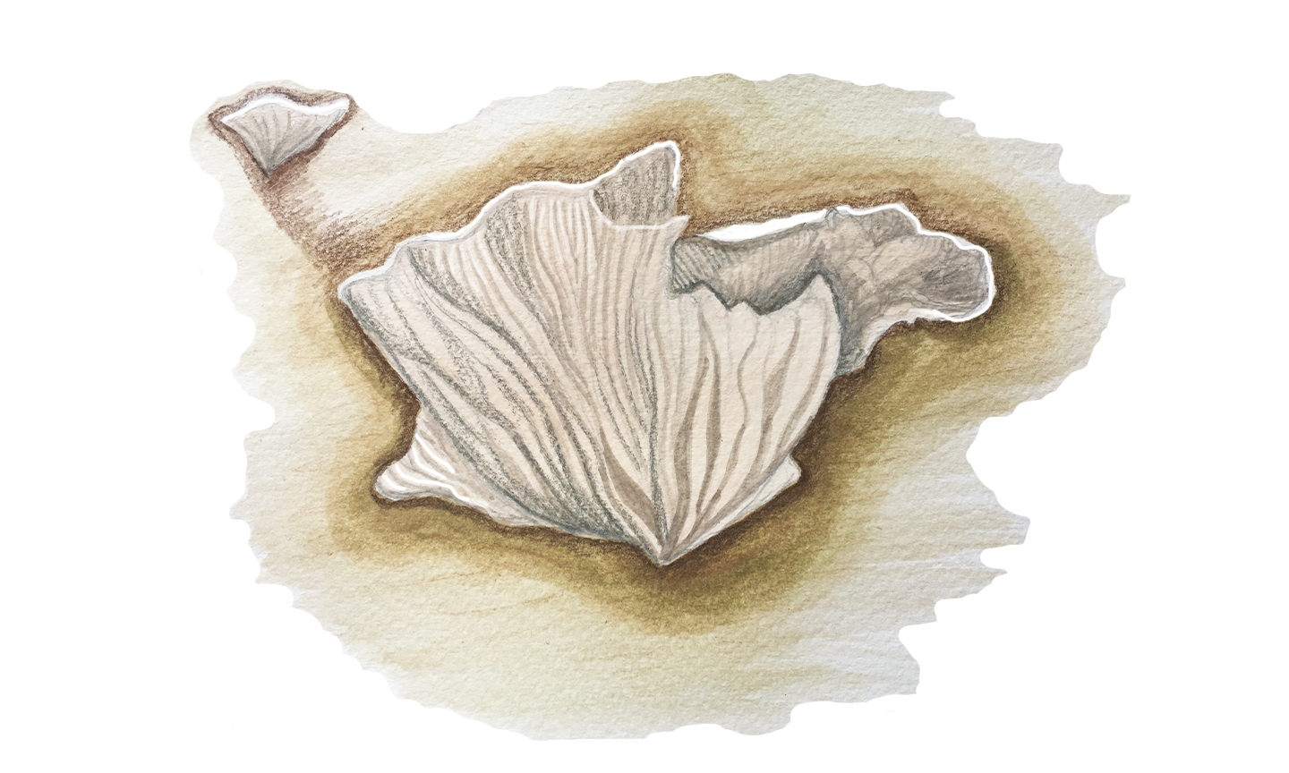Fungus.png