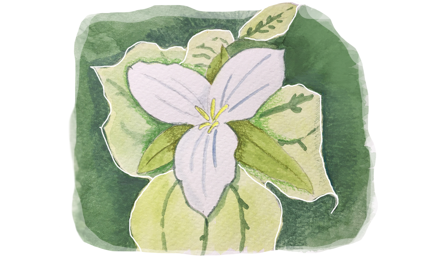 Flower.png