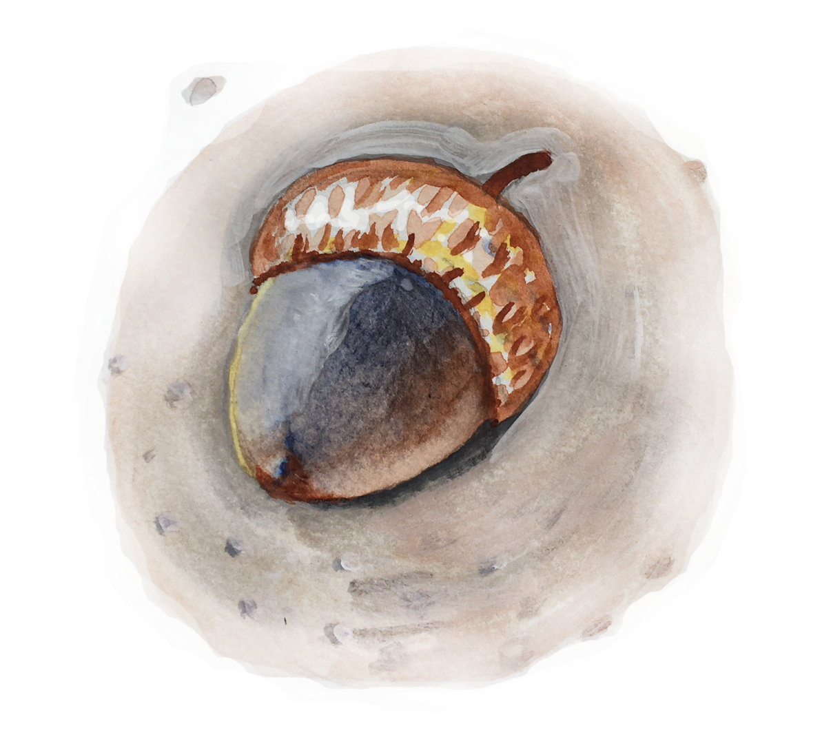 Acorn.png