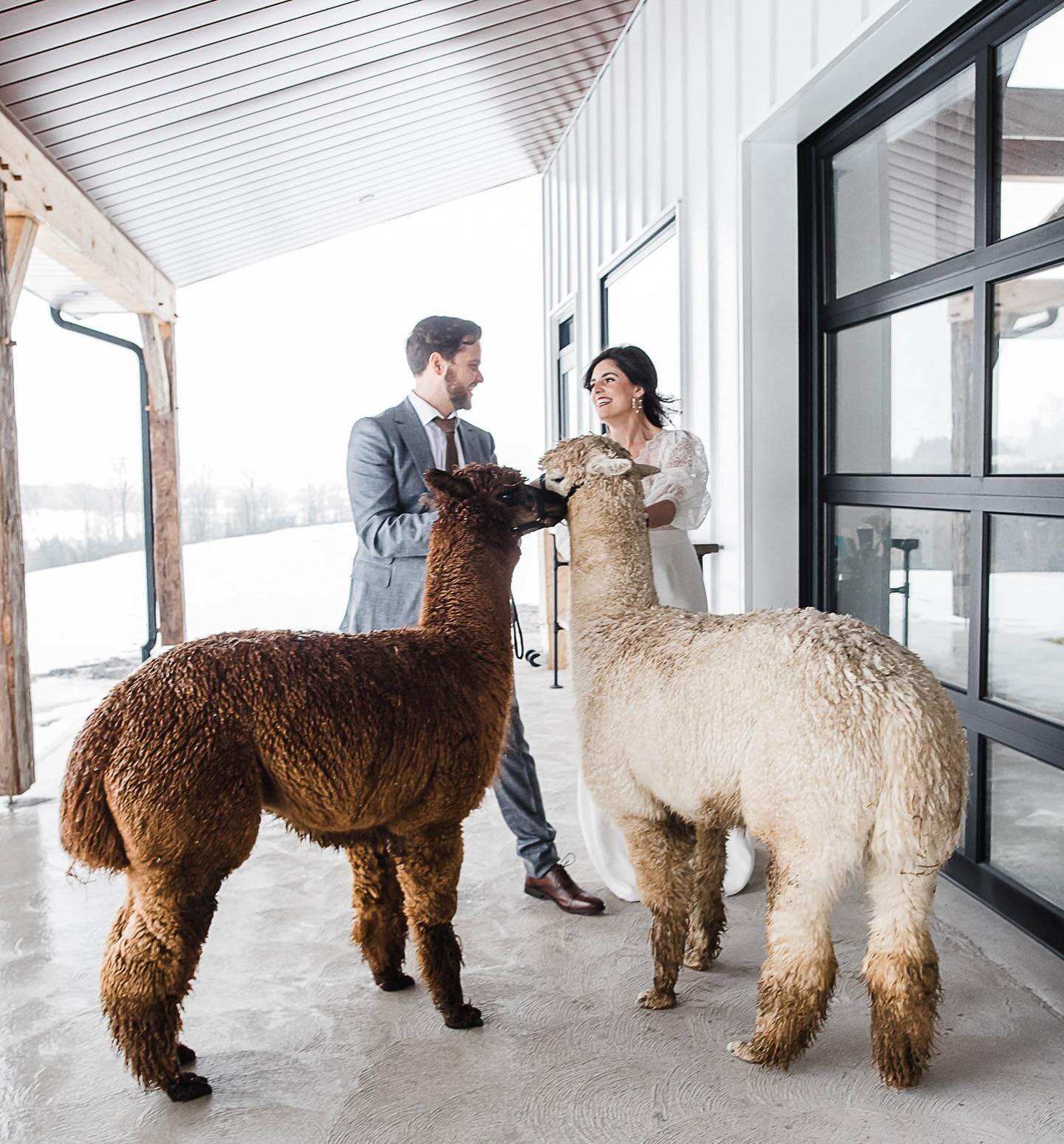 I don&rsquo;t know about you, but I could never turn down the idea of having animals at a wedding. Especially when they are these adorable alpacas! 

🦙Fun fact: How to tell the difference between an alpaca vs. llama - alpacas are smaller with cute, 