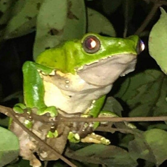 The Kambô Frog and I—A Short Trip To Peru, Part 6
