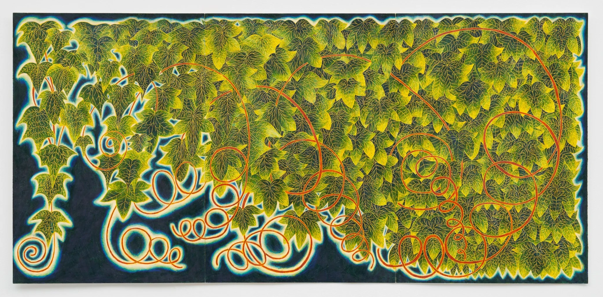 Ivy, 2026, Pencils and acrylic on paper , 59.5 x 126 cm