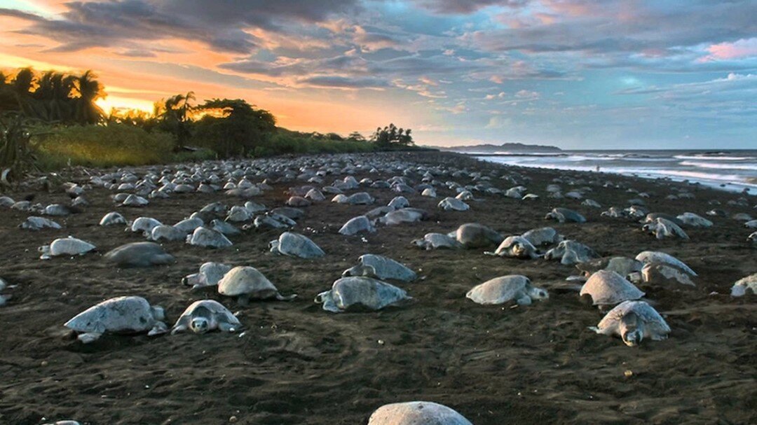 Sea Turtles lay eggs on beaches on both the Pacific and Caribbean shores of Costa Rica every month of the year which in turn means hatchlings are emerging somewhere every day.  Some species spend most of their lives far out to sea but others are comm