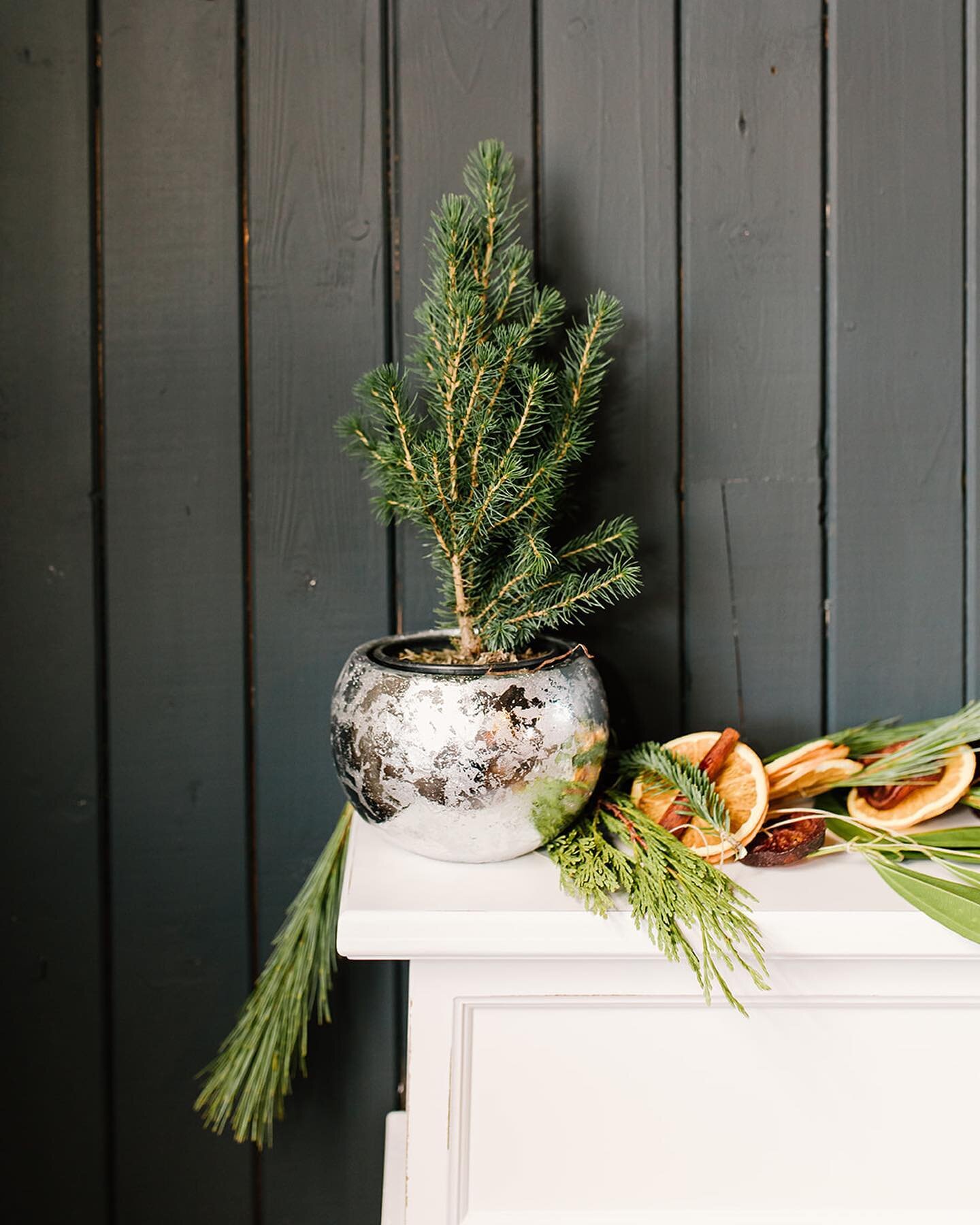 Our favourite additional to the mantel, mini trees! Spruce them up with our silver and gold pots, $13 each🎄

#daneandjute #porthope #cobourg #northumberlandcounty #smallbusinesssaturday