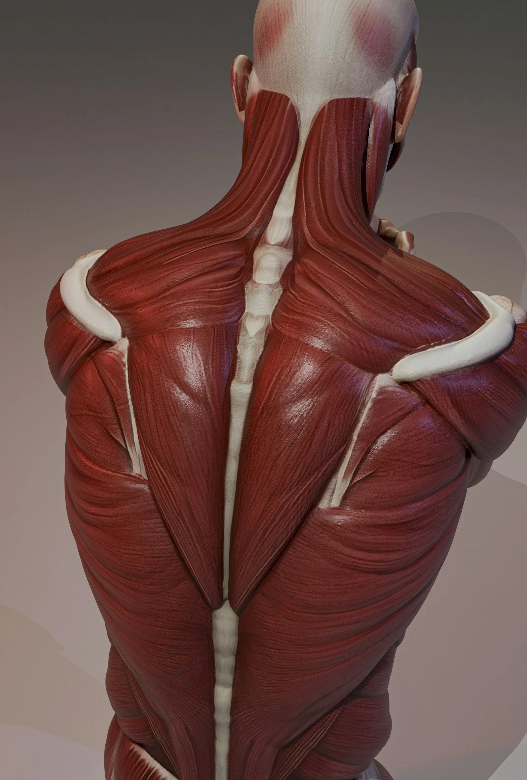 An anatomy model depicting the superficial posterior back muscles