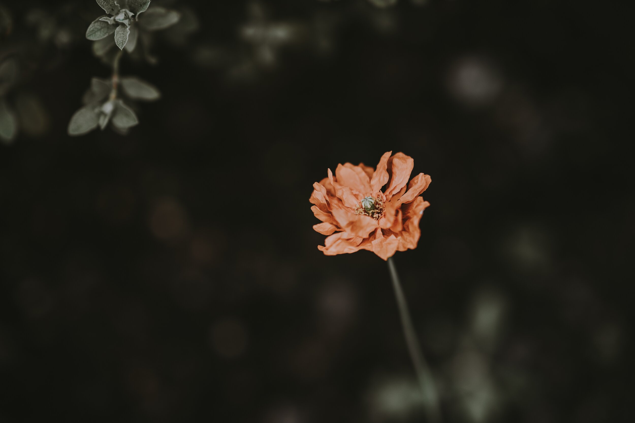 Add On: Flourish