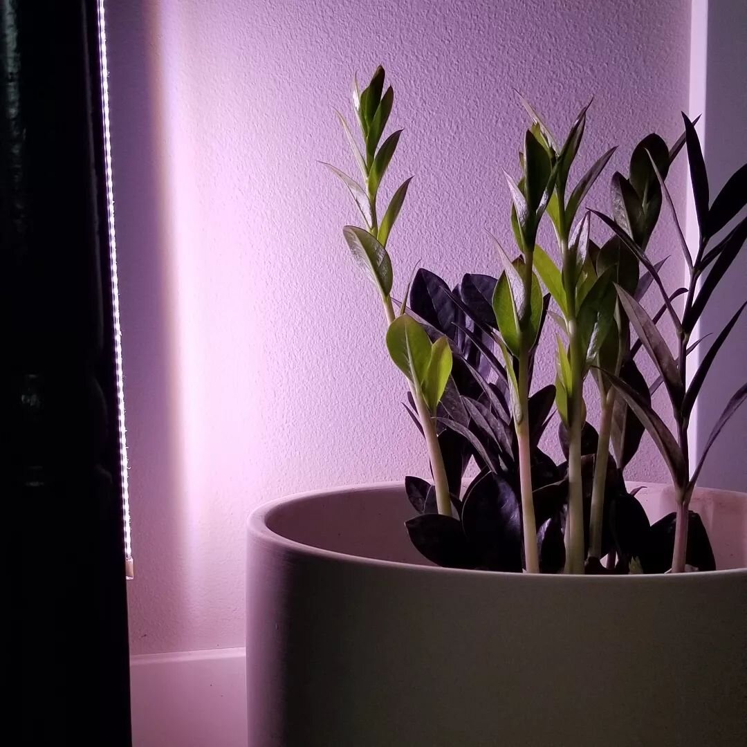 Never have I ever had grow lights! Just dipped my toe into this experiment. We'll see how it goes. 

-

#growlights #plants #growlightsareugly #houseplants #neverenoughplants #printart #book #collect #experiment