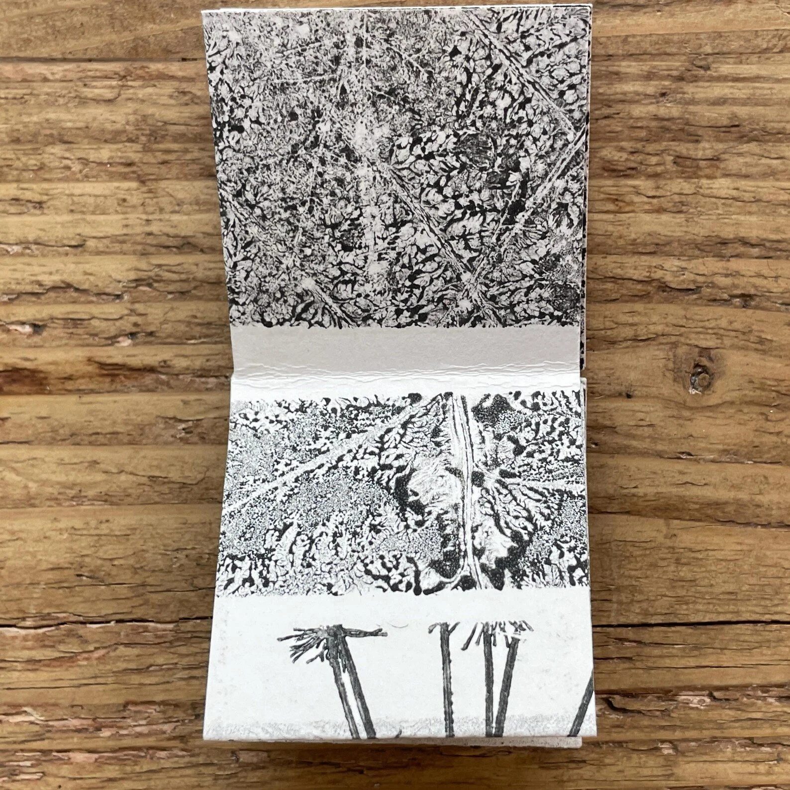 botanical monotypes 7.jpg