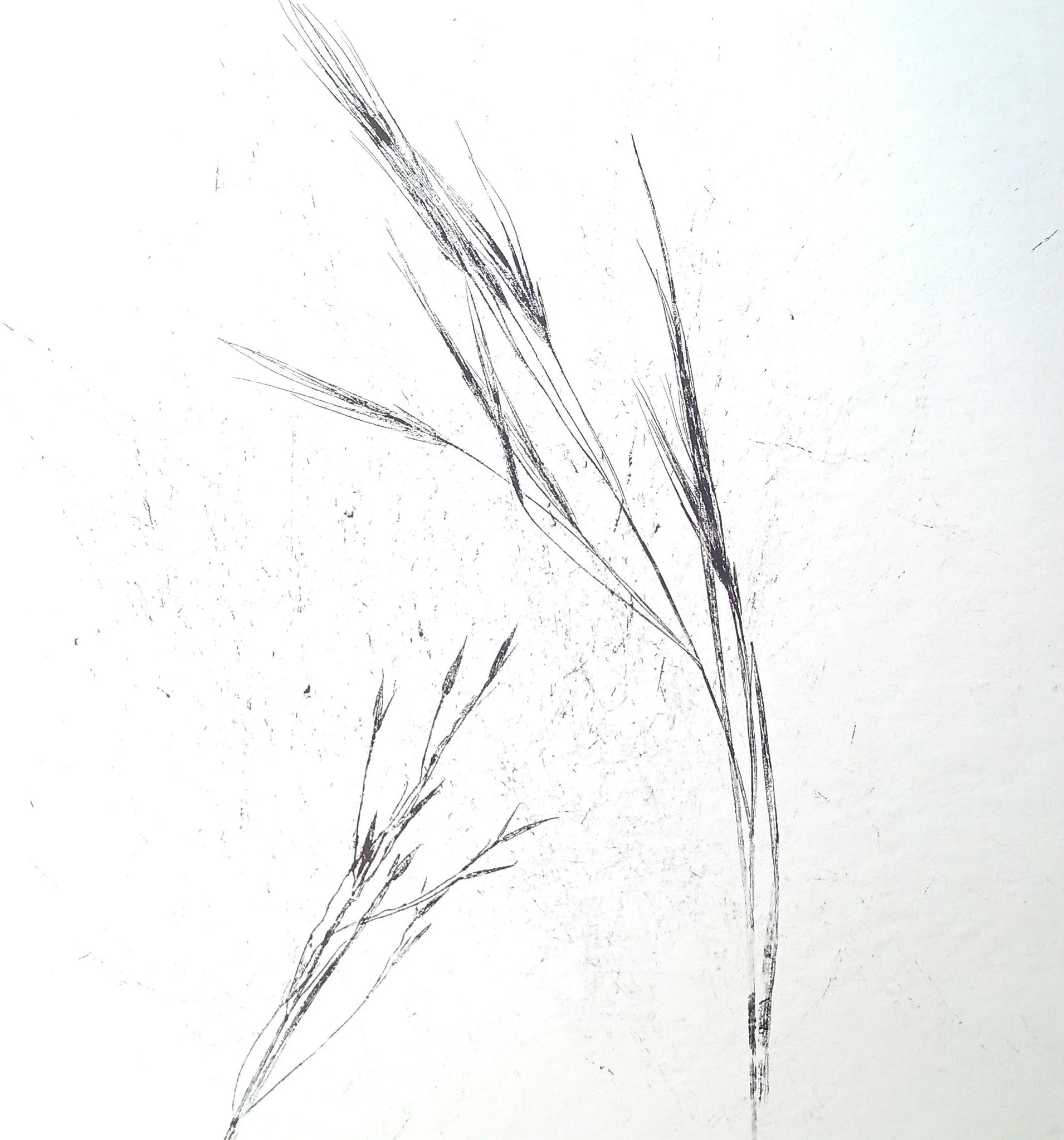 Grass monotype.jpg