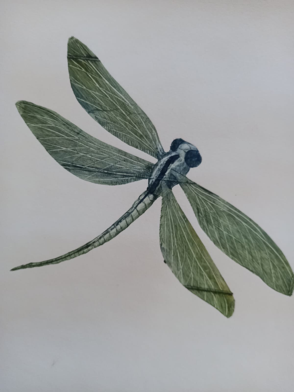 dragonfly.jpeg