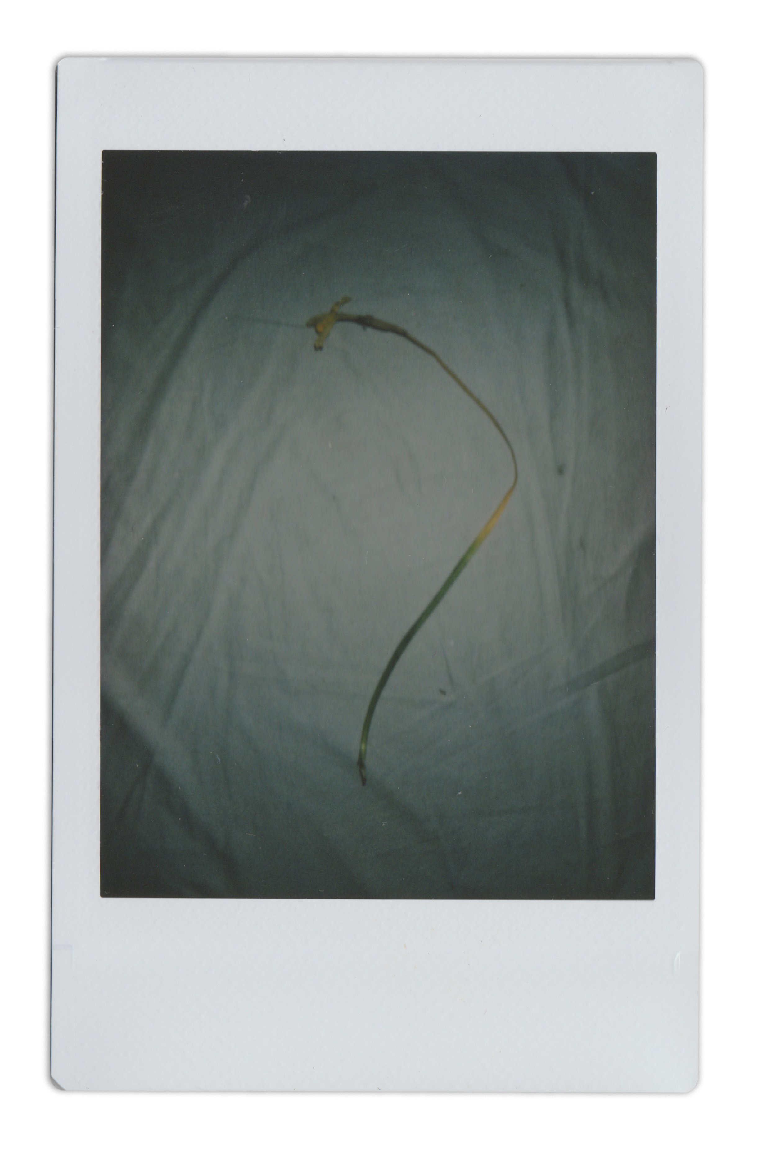 Polaroid Individual_0001s_0002_Old Photos Scan 4.jpg